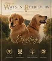 Ranger & Lacey Litter, a male Golden Retriever for sale in Patrick, SC – 1 of 7