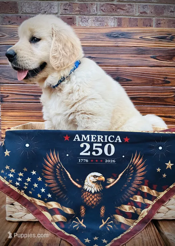 AKC Golden Retriever Blue Collar Male – Golden Retriever puppy for sale in Patrick, SC