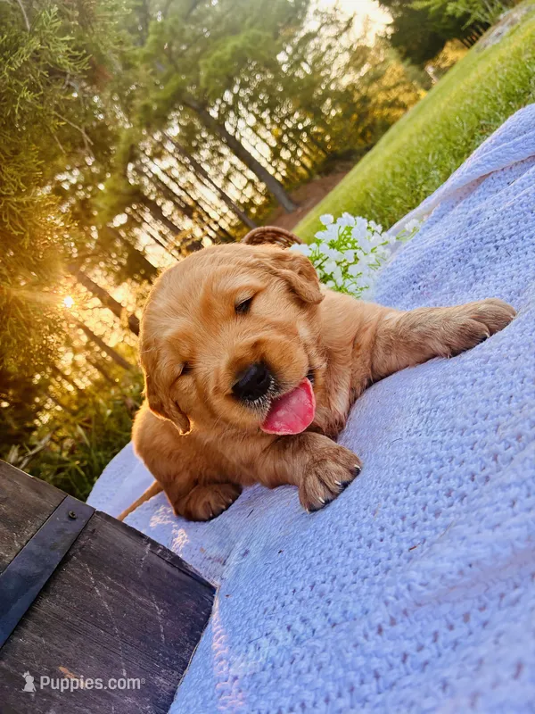 AKC Black Collar Male  – Golden Retriever puppy for sale in Patrick, SC