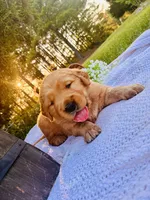 AKC Black Collar Male , a male Golden Retriever for sale in Patrick, SC – 1 of 8