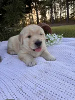 AKC Golden Retriever Blue Collar Male, a male Golden Retriever for sale in Patrick, SC – 6 of 9