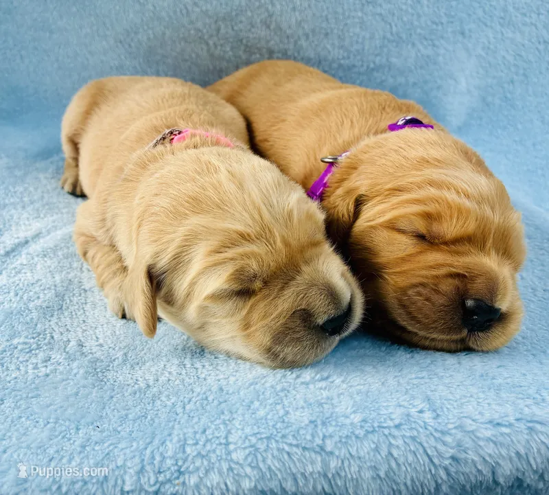 AKC Golden Retriever Pink Collar Female – Golden Retriever puppy for sale in Patrick, SC