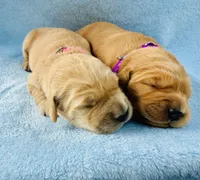 AKC Golden Retriever Pink Collar Female, a female Golden Retriever for sale in Patrick, SC – 7 of 9