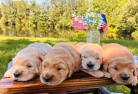 AKC Golden Retriever Pink Collar Female, a female Golden Retriever for sale in Patrick, SC – 8 of 9
