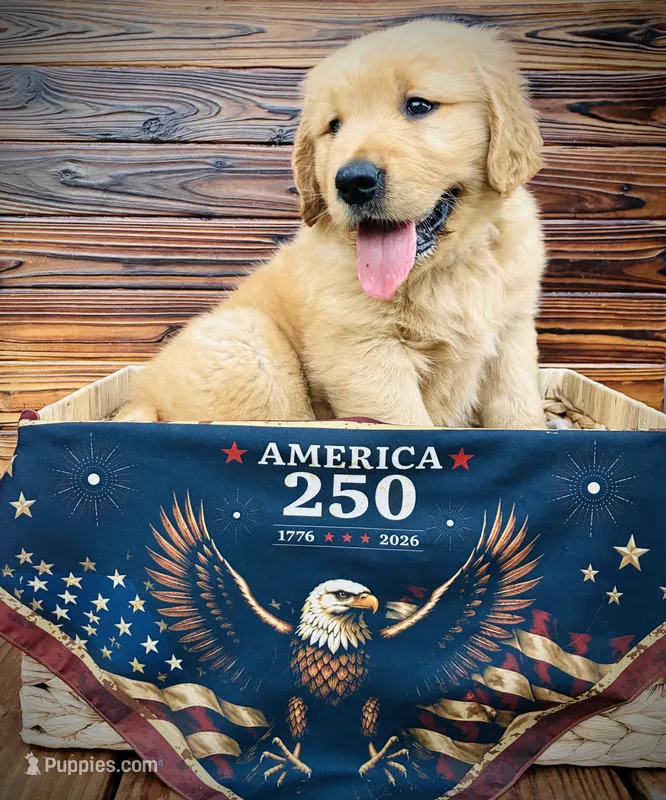 AKC Black Collar Male  – Golden Retriever puppy for sale in Patrick, SC