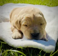 AKC Golden Retriever Pink Collar Female, a female Golden Retriever for sale in Patrick, SC – 6 of 9
