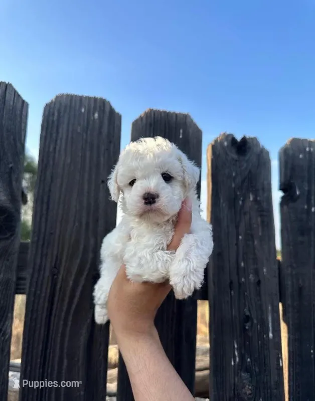 Nuva, a male Maltipoo for sale in Long Beach, CA – 1 of 1