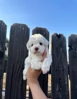Nuva, a male Maltipoo for sale in Long Beach, CA – 1 of 1