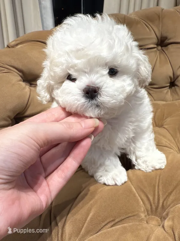 Luva, a male Maltipoo for sale in Long Beach, CA – 1 of 1