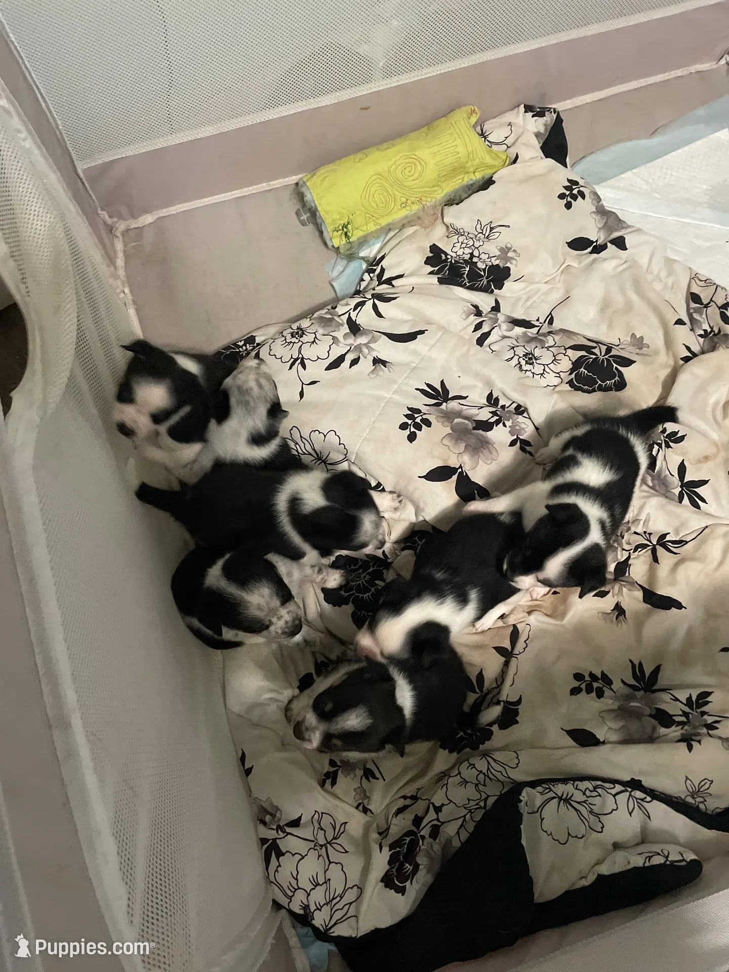 Cali. “Calico”, a female Australian Cattle Dog and Miniature Australian Shepherd for sale in Cleveland, TX – Photo 5 of 5