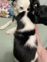 Cali. “Calico”, a female Australian Cattle Dog and Miniature Australian Shepherd for sale in Cleveland, TX – Photo 3 of 5