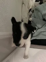 Cali. “Calico”, a female Australian Cattle Dog and Miniature Australian Shepherd for sale in Cleveland, TX – Photo 2 of 5
