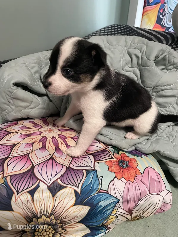 Cali. “Calico”, a female Australian Cattle Dog and Miniature Australian Shepherd for sale in Cleveland, TX – Photo 1 of 5
