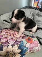 Cali. “Calico”, a female Australian Cattle Dog and Miniature Australian Shepherd for sale in Cleveland, TX – Photo 1 of 5
