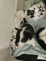 Cali. “Calico”, a female Australian Cattle Dog and Miniature Australian Shepherd for sale in Cleveland, TX – Photo 4 of 5