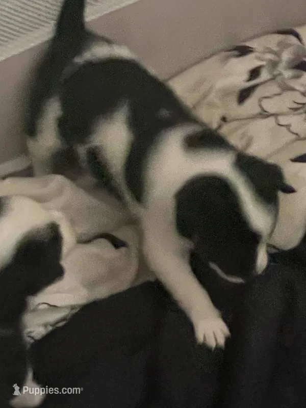 Bunnie – Australian Cattle Dog, Miniature Australian Shepherd puppy for sale in Cleveland, TX