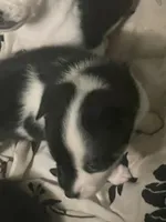 Bunnie, a female Australian Cattle Dog and Miniature Australian Shepherd for sale in Cleveland, TX – Photo 6 of 6