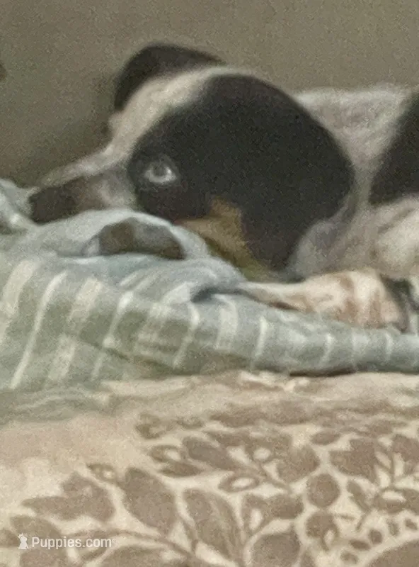 Chaps – Miniature Australian Shepherd puppy on hold in Cleveland, TX