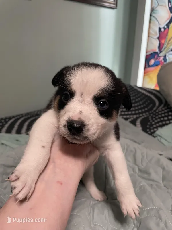 Dash – Australian Cattle Dog puppy for sale in Cleveland, TX