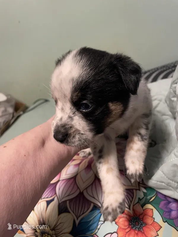 Dash – Miniature Australian Shepherd puppy for sale in Cleveland, TX