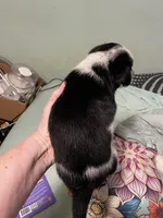 Dash, a male Australian Cattle Dog for sale in Cleveland, TX – Photo 5 of 5