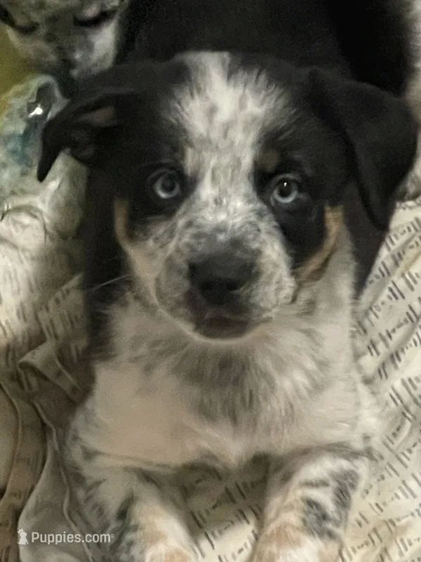 Chaps – Australian Cattle Dog, Miniature Australian Shepherd puppy for sale in Cleveland, TX