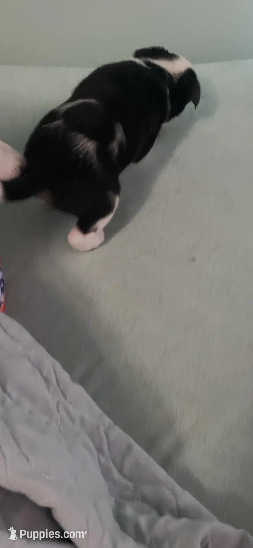 Star, a female Australian Cattle Dog and Miniature Australian Shepherd for sale in Cleveland, TX – Photo 4 of 5