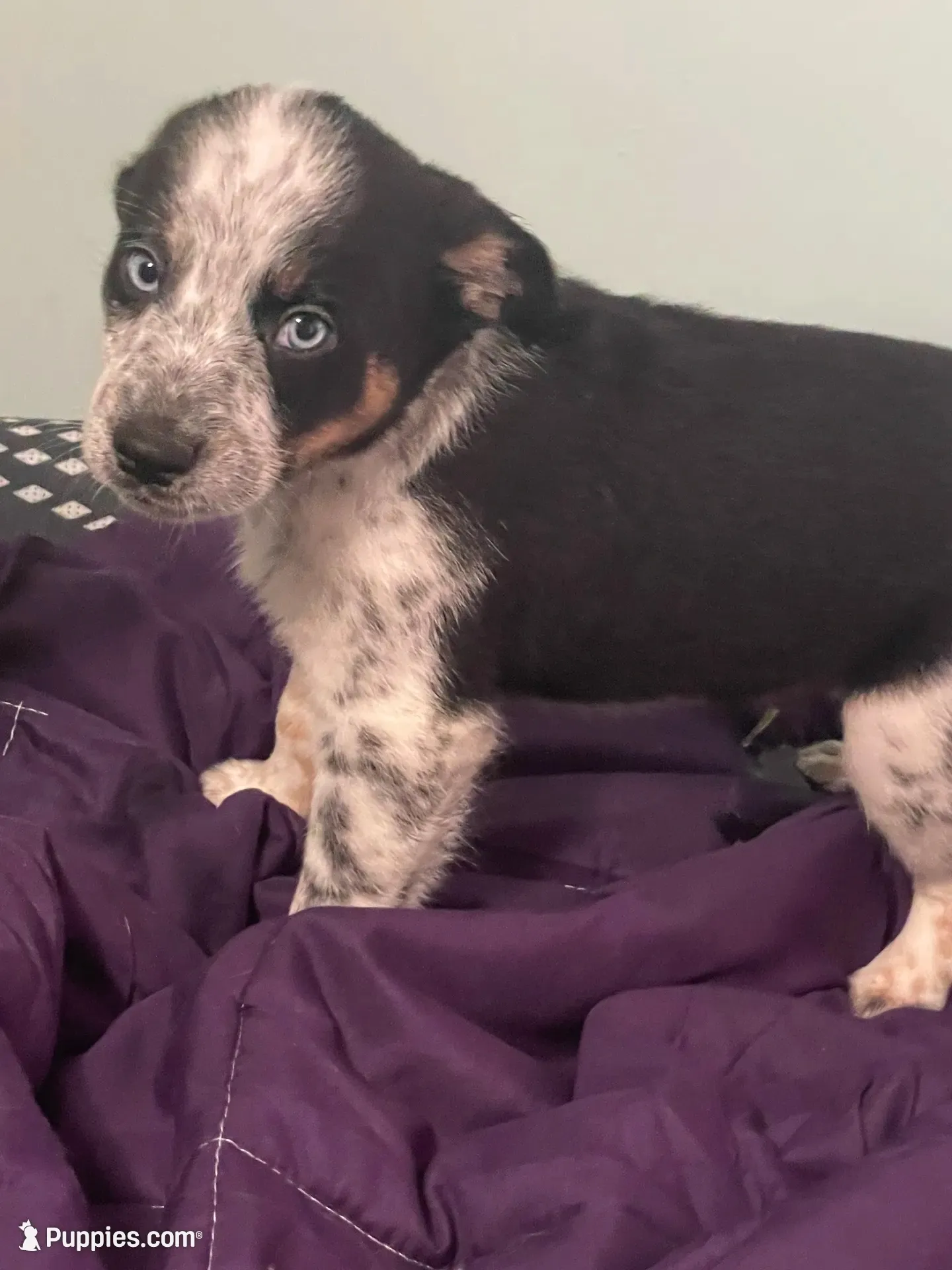 Chaps, a male Miniature Australian Shepherd for sale in Cleveland, TX – 7 of 8