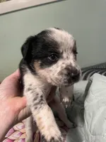 Chaps, a male Miniature Australian Shepherd for sale in Cleveland, TX – Photo 2 of 5