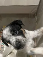 Chaps, a male Australian Cattle Dog and Miniature Australian Shepherd for sale in Cleveland, TX – 1 of 7