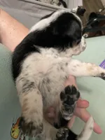 Chaps, a male Miniature Australian Shepherd for sale in Cleveland, TX – Photo 4 of 5