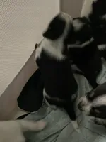 Chaps, a male Miniature Australian Shepherd for sale in Cleveland, TX – Photo 5 of 5