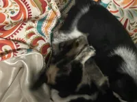 Chaps, a male Australian Cattle Dog and Miniature Australian Shepherd for sale in Cleveland, TX – 4 of 7
