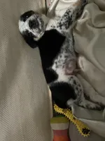Chaps, a male Australian Cattle Dog and Miniature Australian Shepherd for sale in Cleveland, TX – 7 of 7