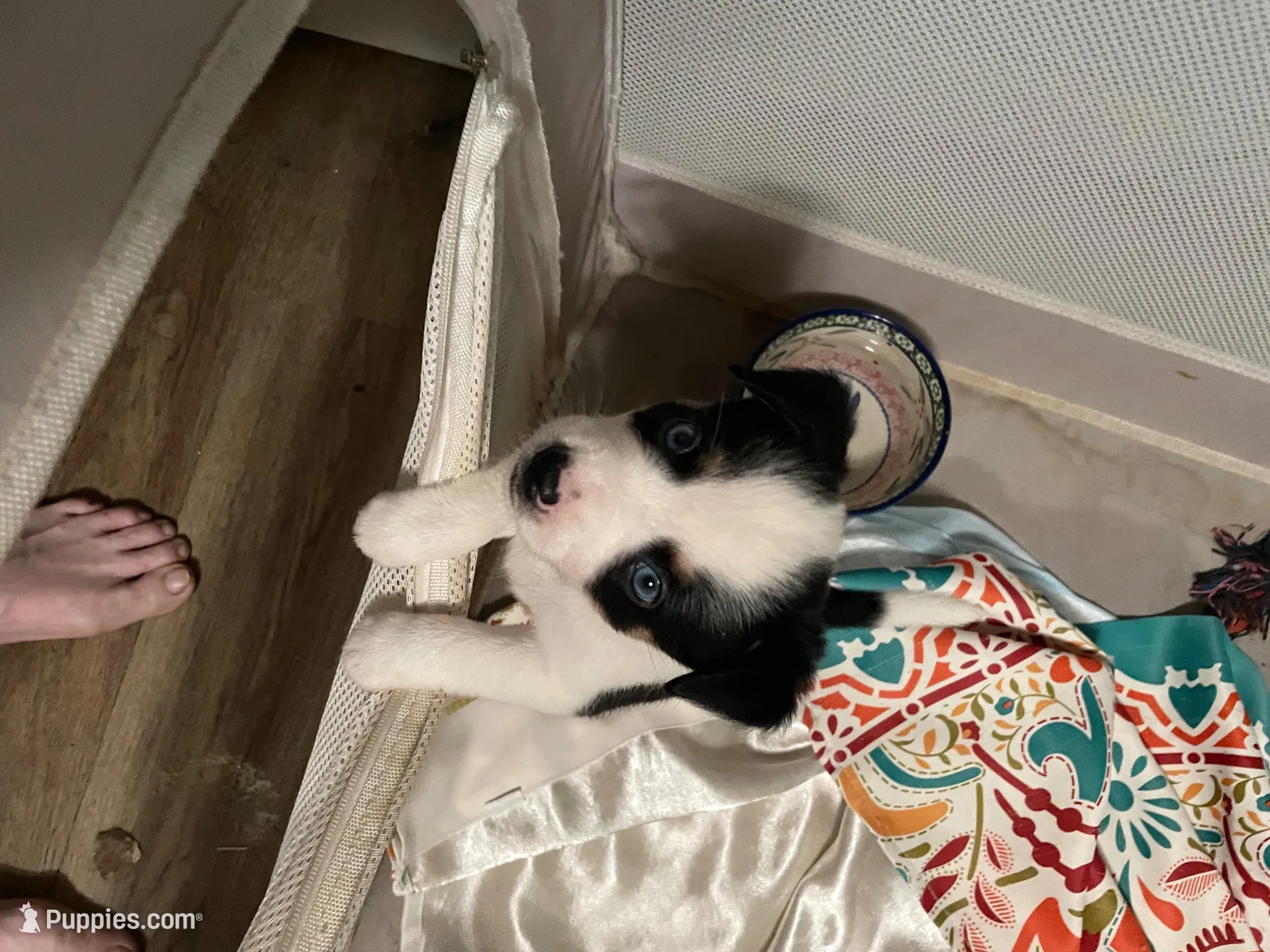 Star Angelica, a female Miniature Australian Shepherd for sale in Cleveland, TX – Photo 2 of 7
