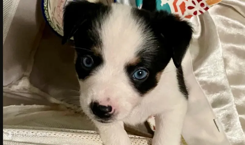 Star Angelica, a female Miniature Australian Shepherd for sale in Cleveland, TX – Photo 1 of 7