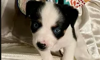 Star Angelica, a female Miniature Australian Shepherd for sale in Cleveland, TX – Photo 1 of 7