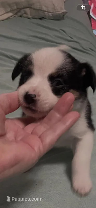 Star – Australian Cattle Dog, Miniature Australian Shepherd puppy for sale in Cleveland, TX