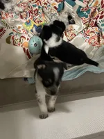 Bluey, a female Australian Cattle Dog and Miniature Australian Shepherd for sale in Cleveland, TX – Photo 3 of 5