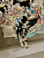 Bluey, a female Australian Cattle Dog and Miniature Australian Shepherd for sale in Cleveland, TX – Photo 5 of 5