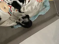 Bluey, a female Australian Cattle Dog and Miniature Australian Shepherd for sale in Cleveland, TX – Photo 2 of 5