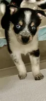 Bluey, a female Miniature Australian Shepherd for sale in Cleveland, TX – Photo 1 of 6
