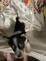Bluey, a female Miniature Australian Shepherd for sale in Cleveland, TX – Photo 5 of 6