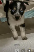Bluey, a female Australian Cattle Dog and Miniature Australian Shepherd for sale in Cleveland, TX – Photo 1 of 5
