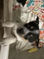 Bluey, a female Miniature Australian Shepherd for sale in Cleveland, TX – Photo 6 of 6