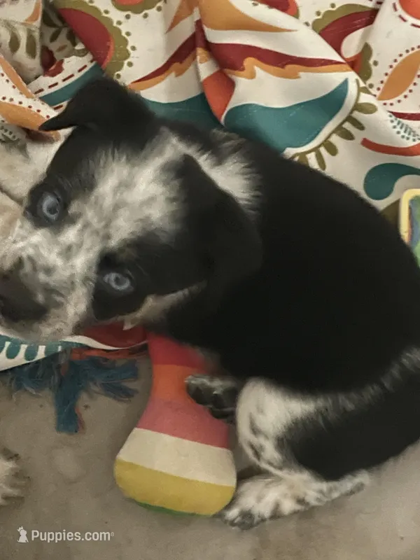 Bluey – Australian Cattle Dog, Miniature Australian Shepherd puppy for sale in Cleveland, TX