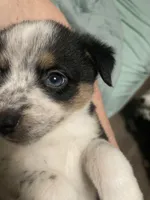 Freckles, a female Miniature Australian Shepherd for sale in Cleveland, TX – Photo 3 of 4