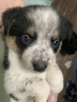 Freckles, a female Miniature Australian Shepherd for sale in Cleveland, TX – Photo 4 of 4