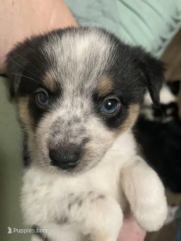 Freckles – Miniature Australian Shepherd puppy for sale in Cleveland, TX