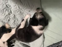 Freckles, a female Miniature Australian Shepherd for sale in Cleveland, TX – Photo 2 of 4